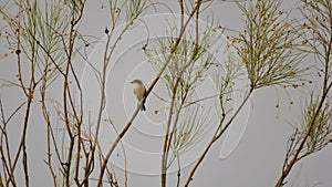 AlcaudÃÂ³n comÃÂºn ÃÂ Woodchat shrike photo